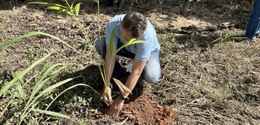 Servidor plantando uma muda de açaí